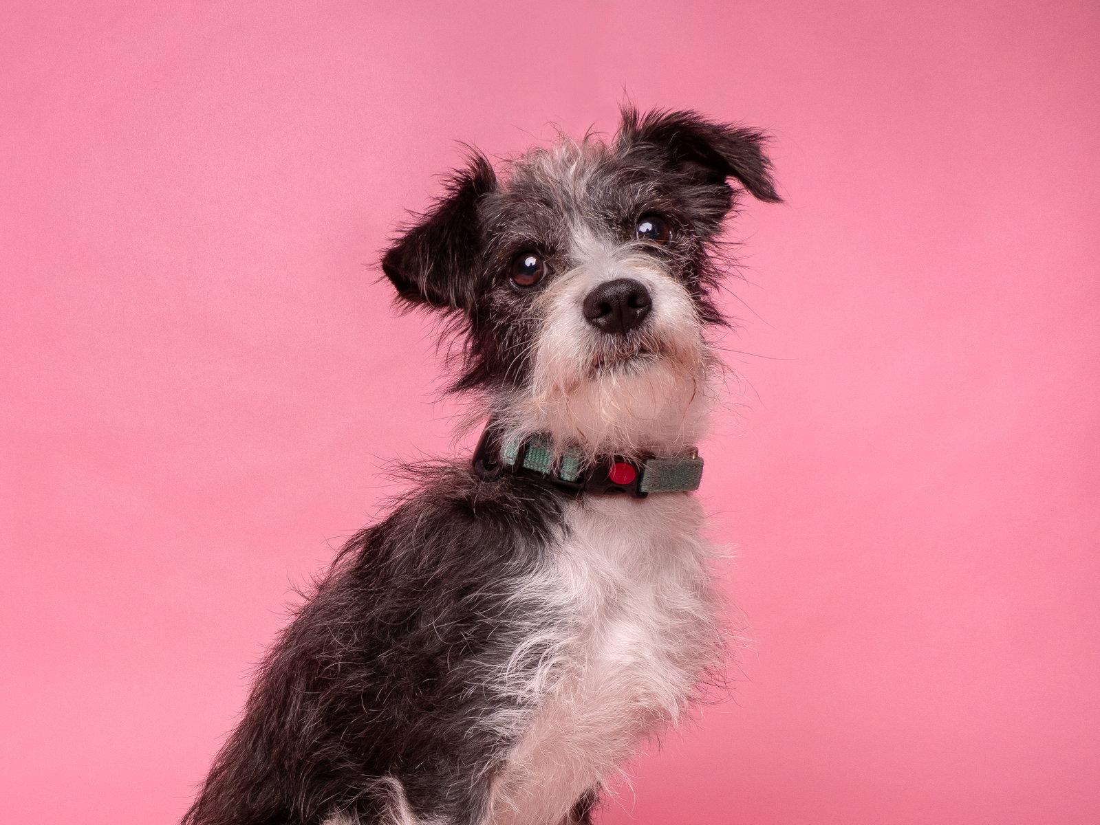 Ryanne, Adopted, Young Female Shih Tzu & Schnauzer.