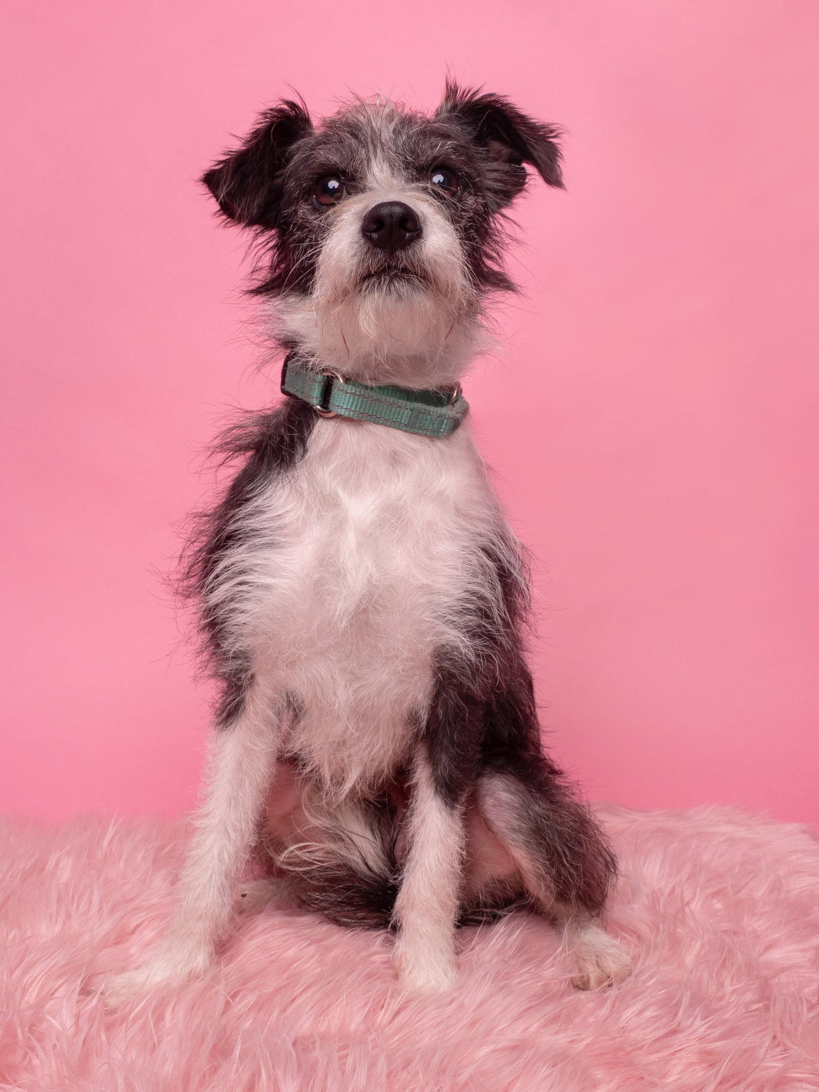 Ryanne, a Adopted mixed breed in Palo Alto, CA image 2/3
