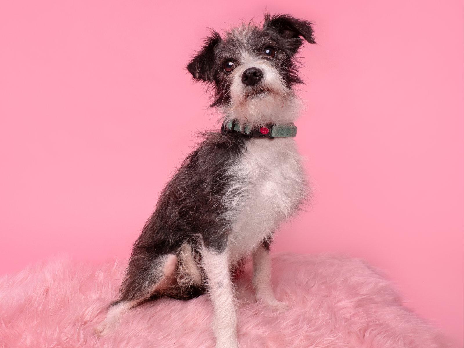 Ryanne, a Adopted mixed breed in Palo Alto, CA image 3/3