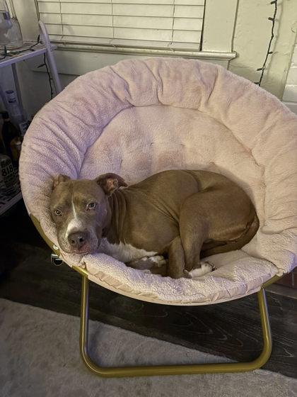 Enlarge Tinkerbell, a Adoptable mixed breed in Gainesville, FL image 1/3