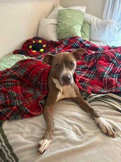 Enlarge Tinkerbell, a Adoptable mixed breed in Gainesville, FL image 2/3