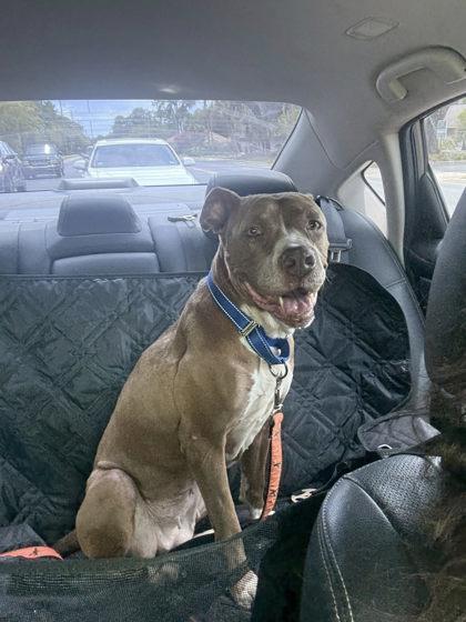 Enlarge Tinkerbell, a Adoptable mixed breed in Gainesville, FL image 3/3