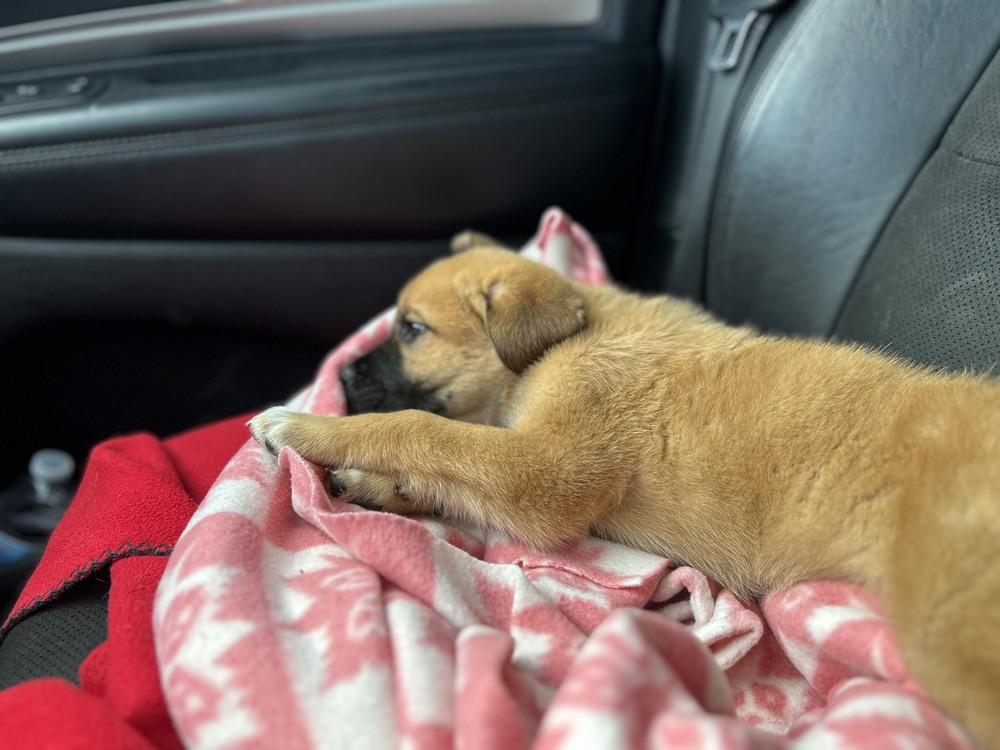 Enlarge Sandy, a Adoptable mixed breed in Oswego, IL image 1/5