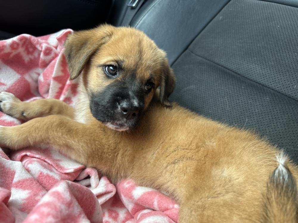 Enlarge Sandy, a Adoptable mixed breed in Oswego, IL image 2/5
