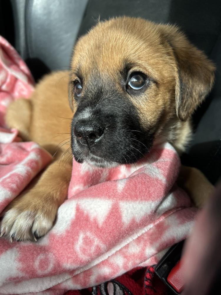 Enlarge Sandy, a Adoptable mixed breed in Oswego, IL image 3/5