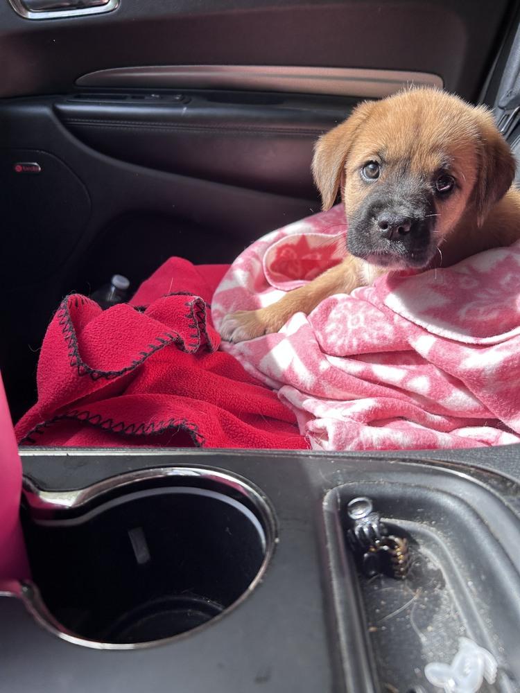 Enlarge Sandy, a Adoptable mixed breed in Oswego, IL image 4/5