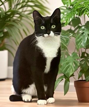 Enlarge Kenzi, a Adoptable Domestic Short Hair in Columbia, SC image 1/3