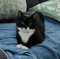 Kenzi, a Adoptable Domestic Short Hair in Columbia, SC image 2/3