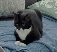 Kenzi, a Adoptable Domestic Short Hair in Columbia, SC image 3/3