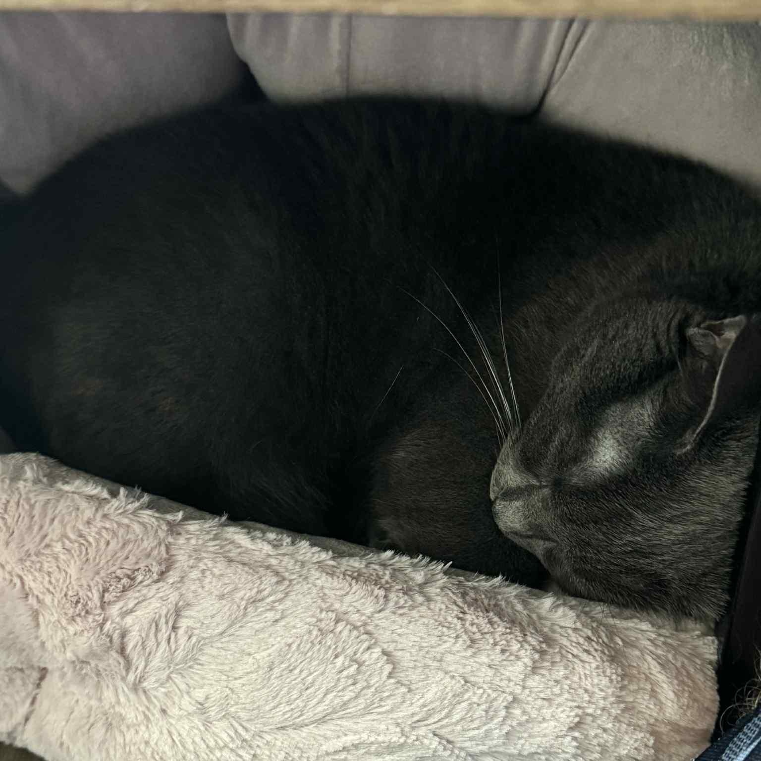Sierra, an adoptable Domestic Short Hair in Richmond, VA, 23233 | Photo Image 5