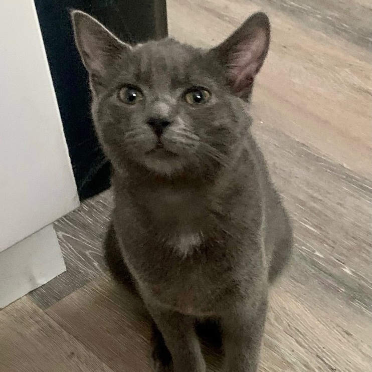 Sierra, an adoptable Domestic Short Hair in Richmond, VA, 23233 | Photo Image 2