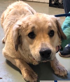 Enlarge Remi, a Adopted mixed breed in Lafayette, CO image 2/3