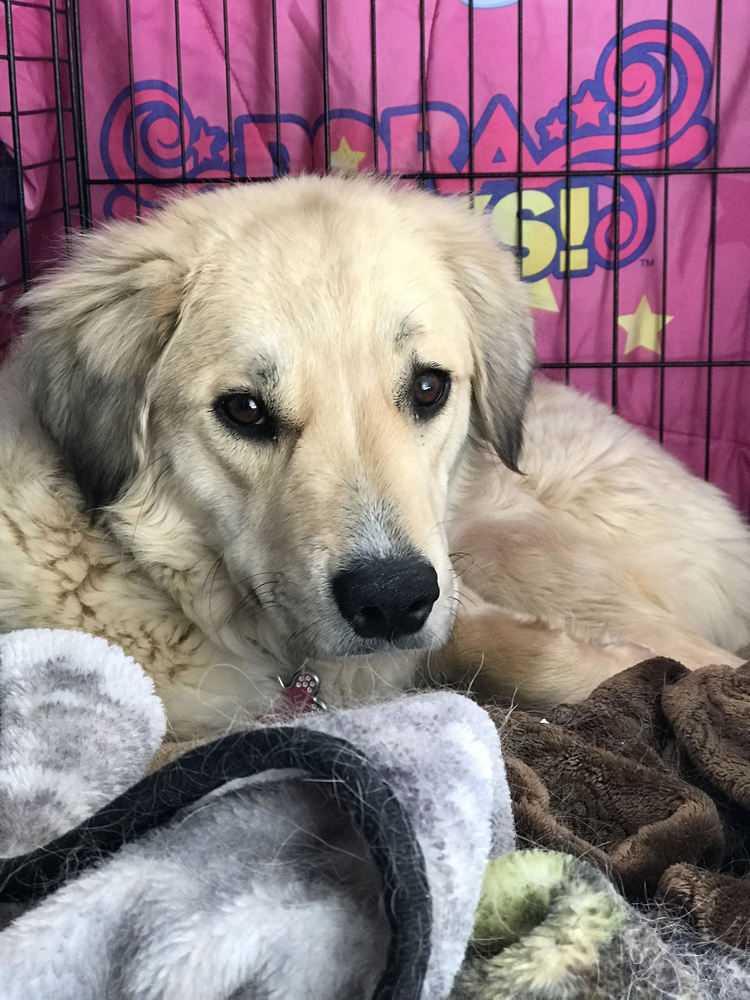 Enlarge Remi, a Adopted mixed breed in Lafayette, CO image 4/6