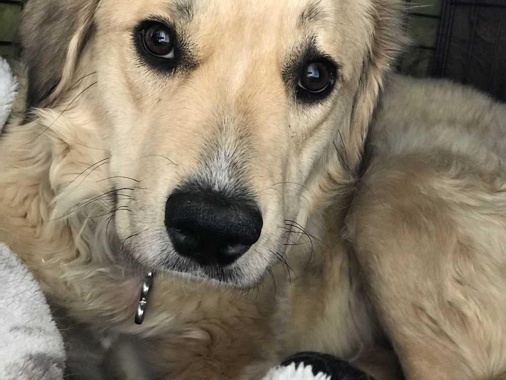 Enlarge Remi, a Adopted mixed breed in Lafayette, CO image 5/6