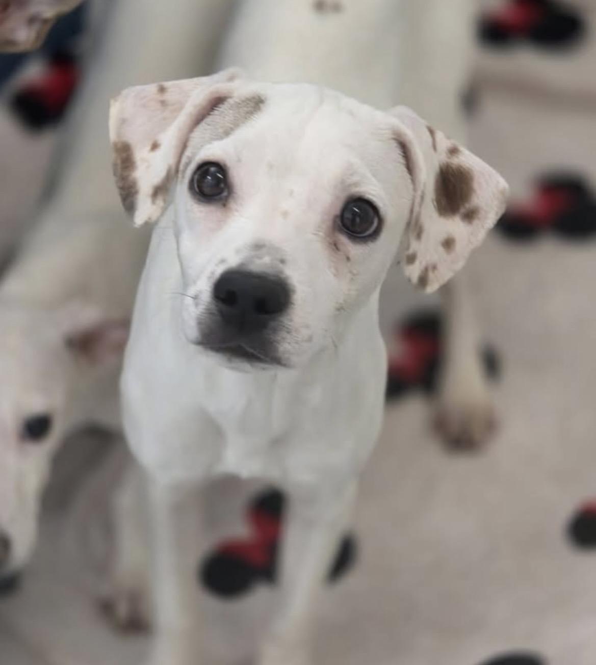 Enlarge Sarah Lou, an adopted mixed breed in Tigard, OR image 1/4