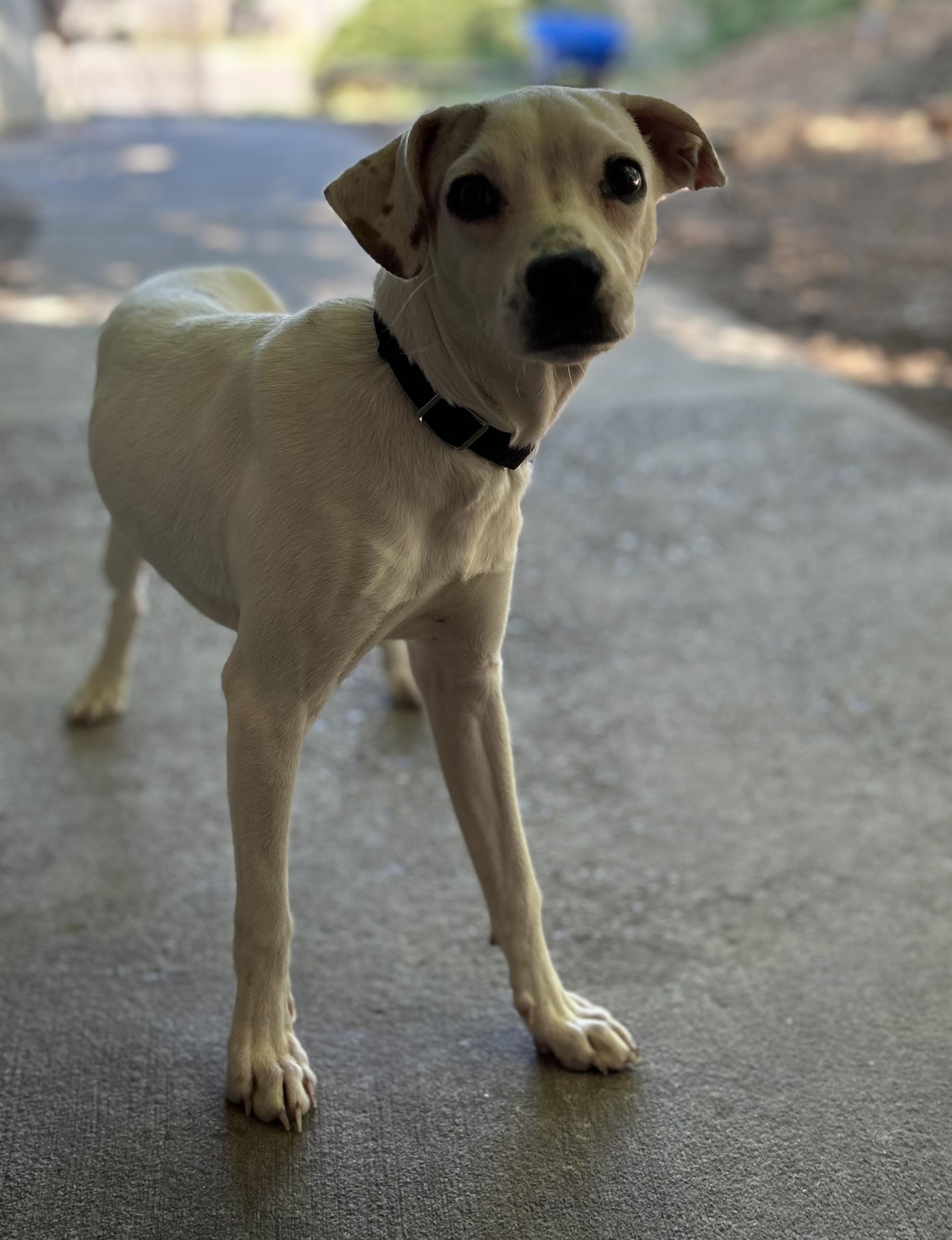Enlarge Sarah Lou, an adopted mixed breed in Tigard, OR image 3/4