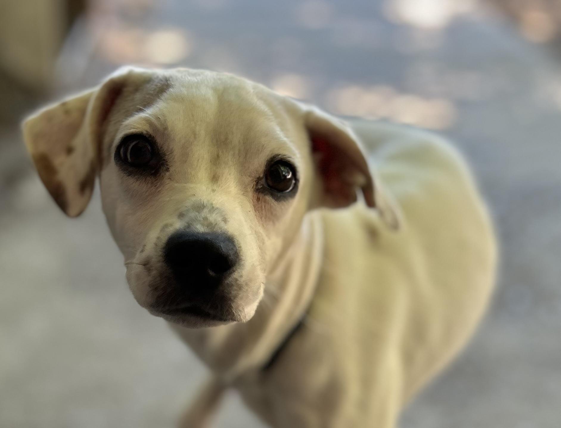 Enlarge Sarah Lou, an adopted mixed breed in Tigard, OR image 4/4