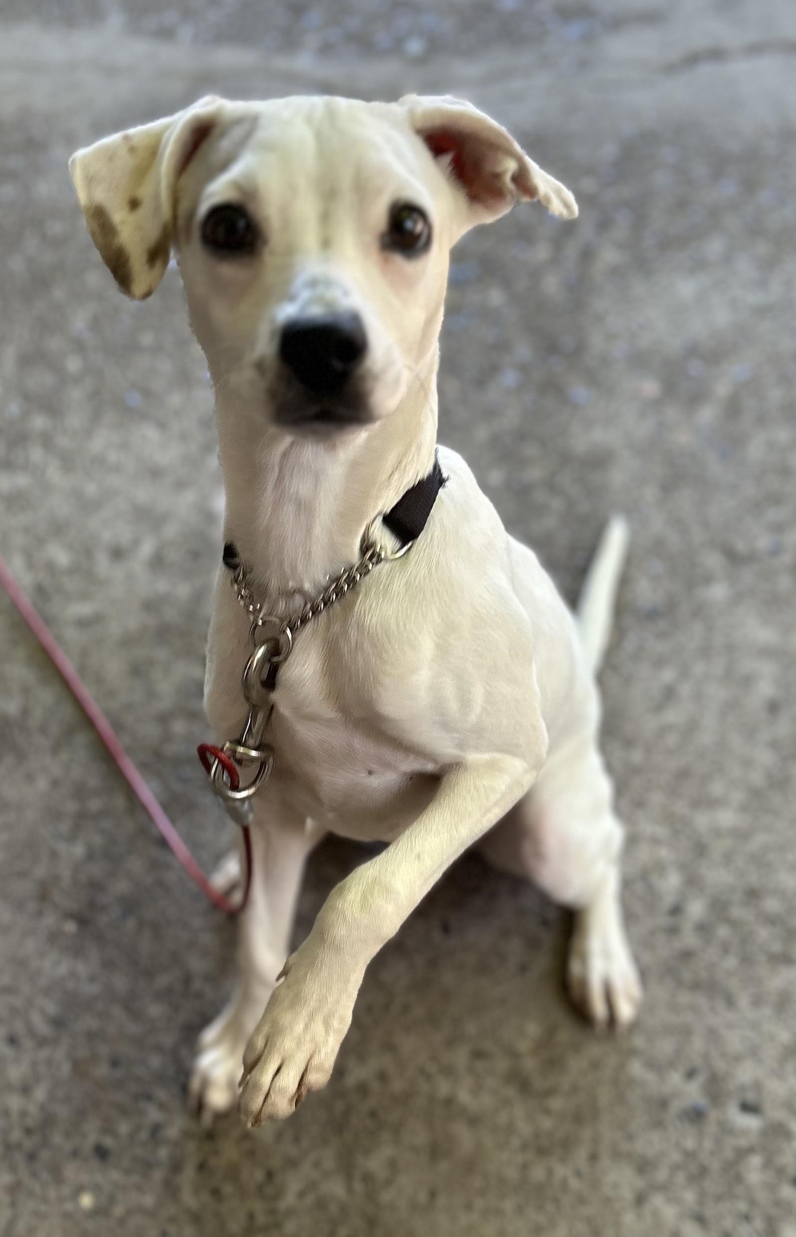 Enlarge Sarah Lou, an adopted mixed breed in Tigard, OR image 2/4
