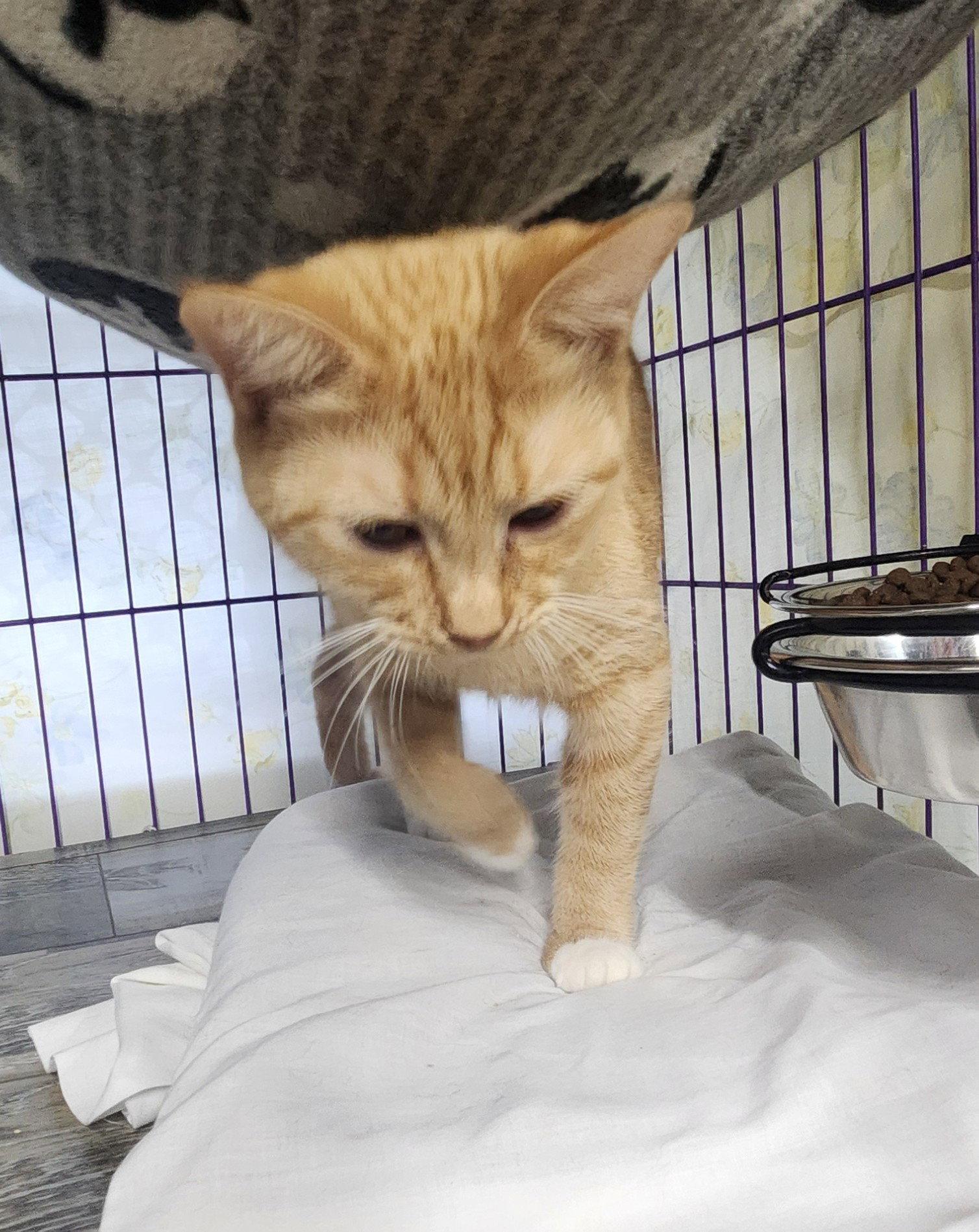 Enlarge Rolanda, a Adoptable Domestic Short Hair in Crossville, TN image 1/3