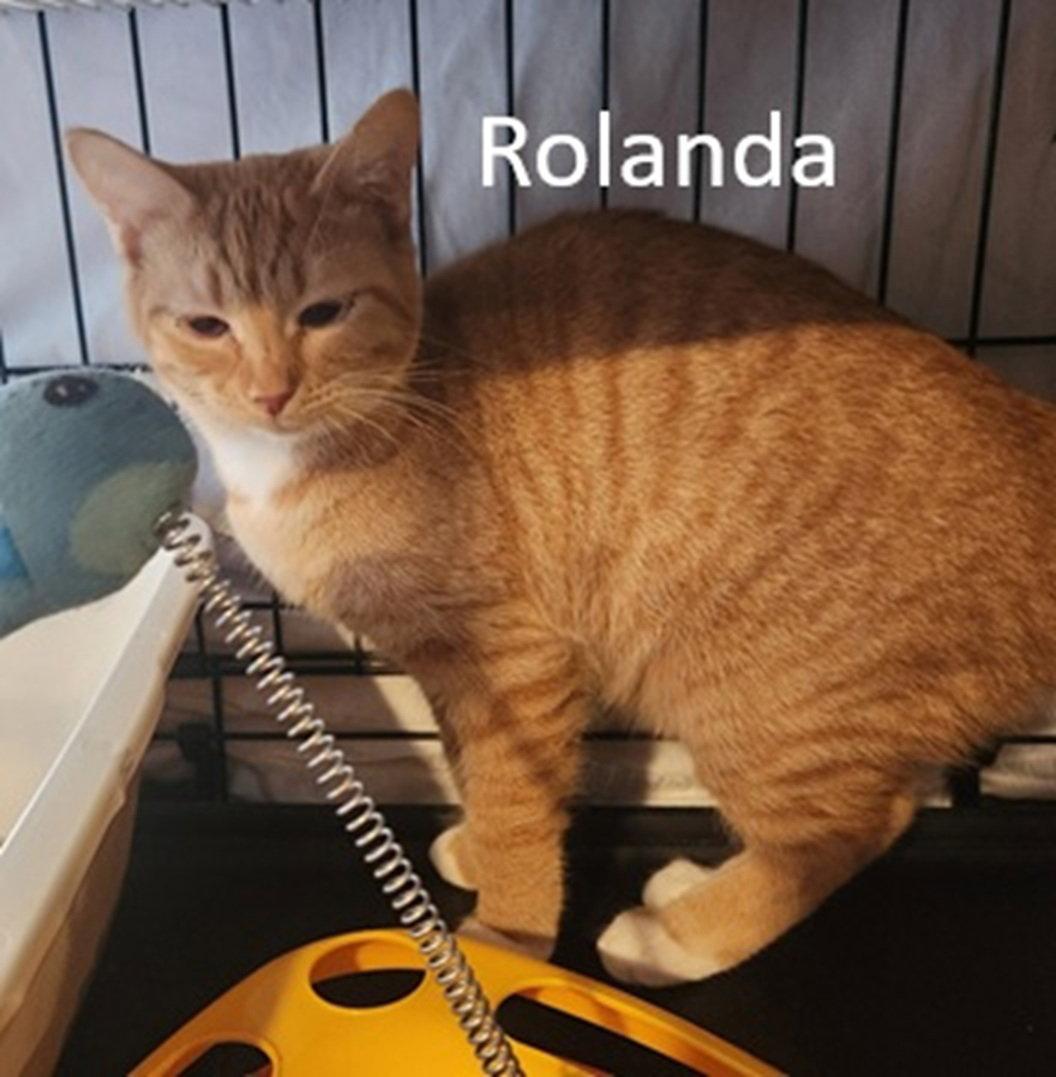 Enlarge Rolanda, a Adoptable Domestic Short Hair in Crossville, TN image 2/3