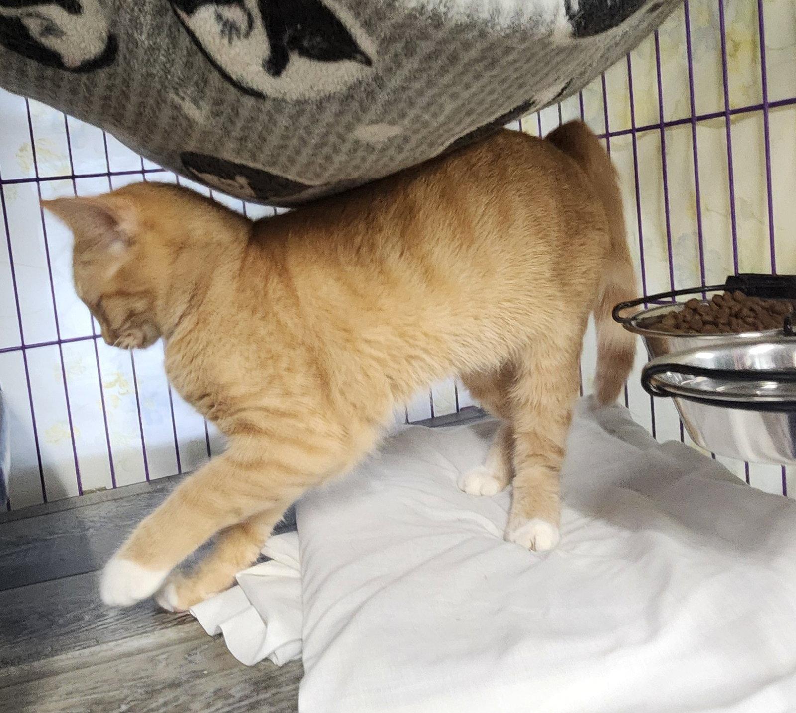 Enlarge Rolanda, a Adoptable Domestic Short Hair in Crossville, TN image 3/3