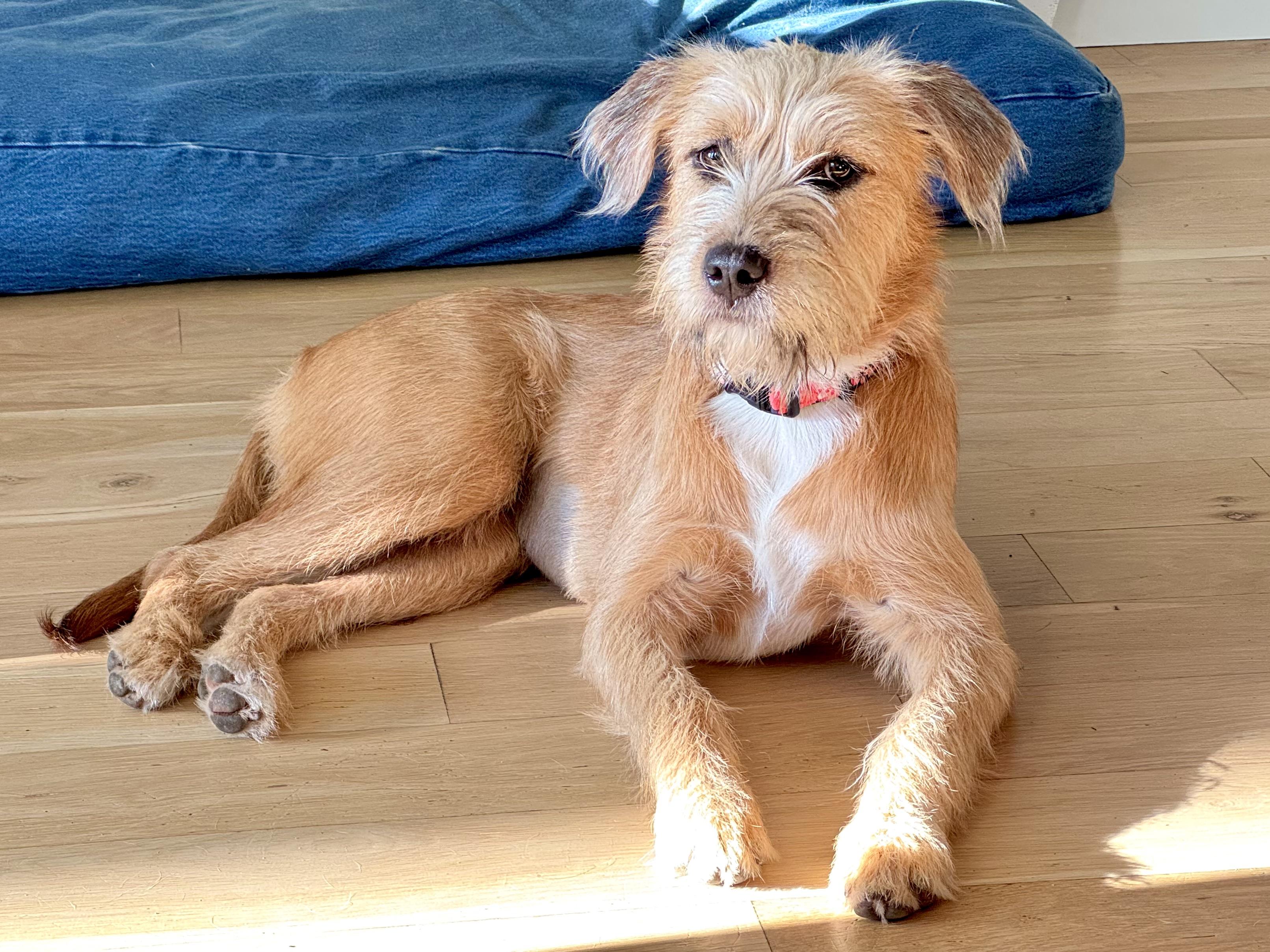 Enlarge Lucy, a ADOPTABLE mixed breed in Round Rock, TX image 1/4