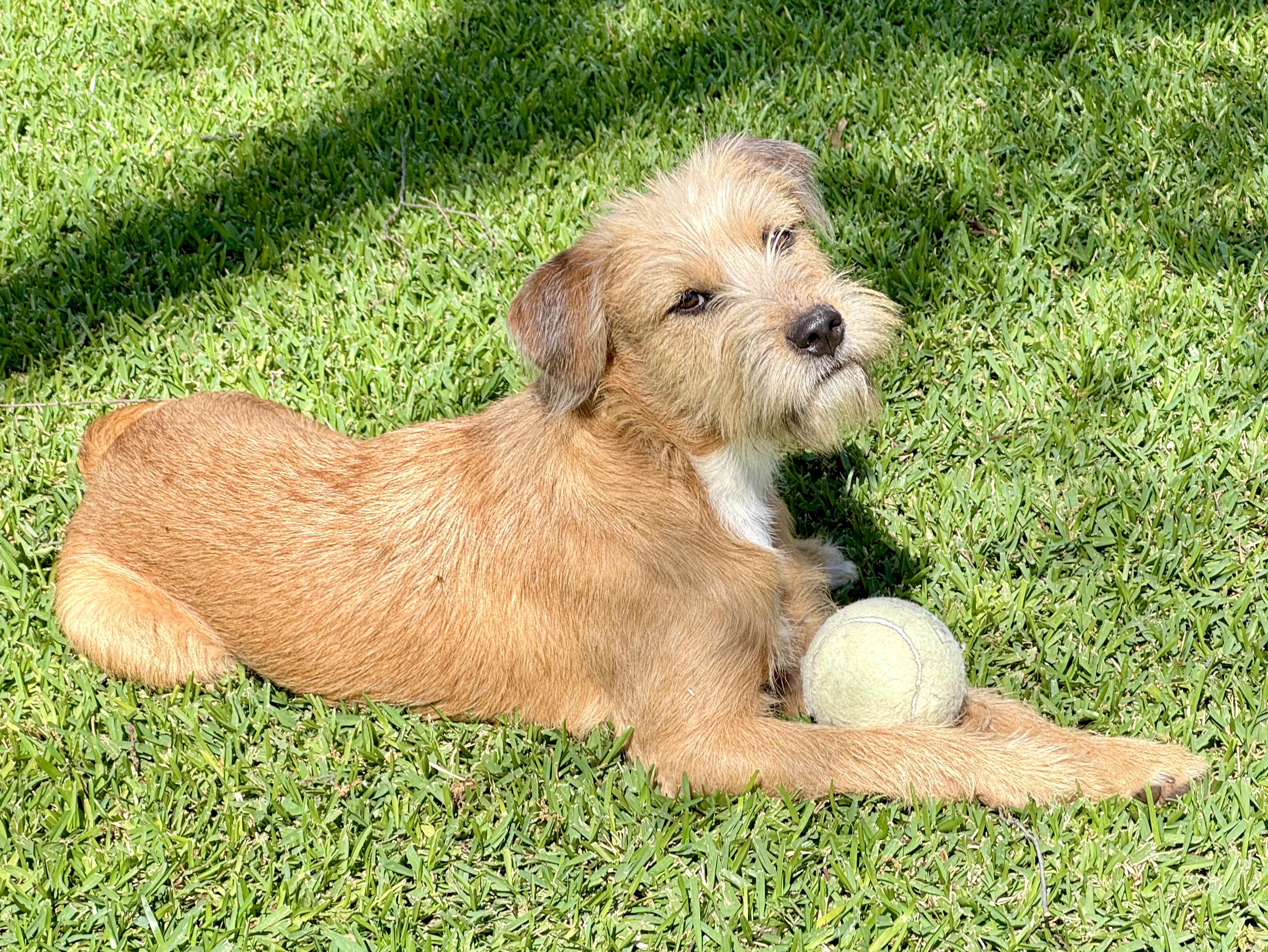 Enlarge Lucy, a ADOPTABLE mixed breed in Round Rock, TX image 4/4
