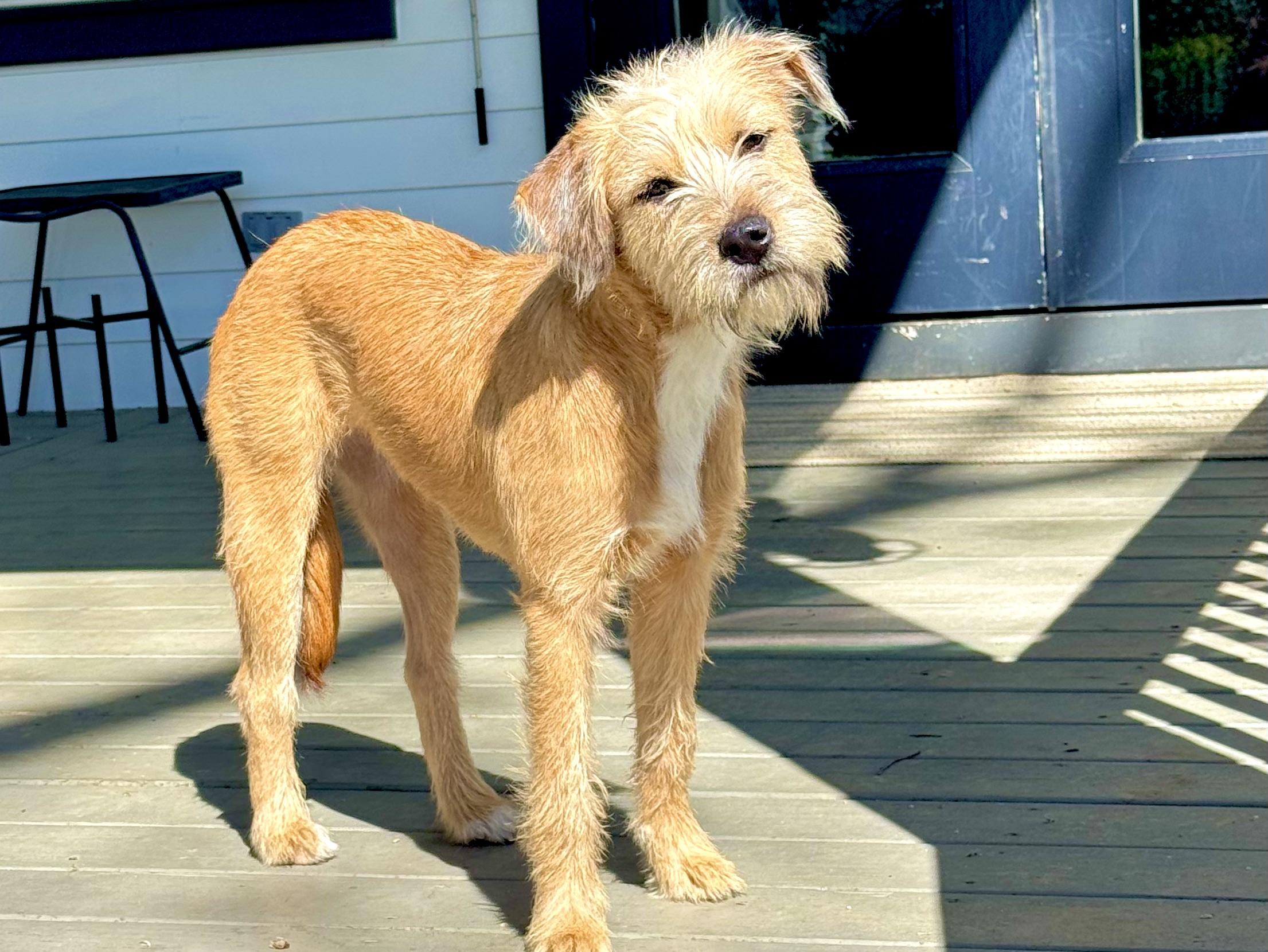 Enlarge Lucy, a ADOPTABLE mixed breed in Round Rock, TX image 3/4