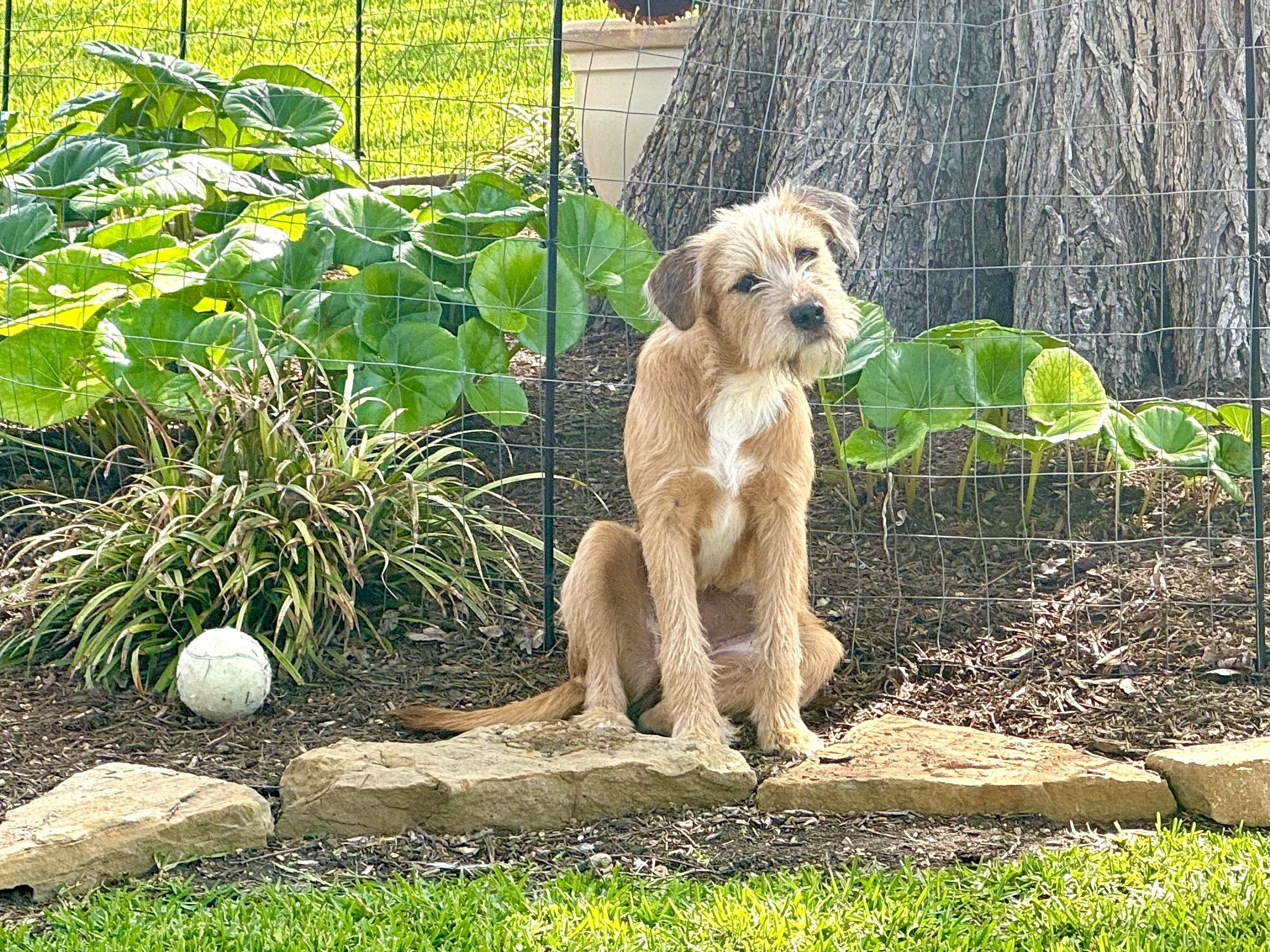 Enlarge Lucy, a ADOPTABLE mixed breed in Round Rock, TX image 2/4