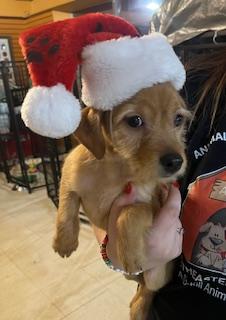 Enlarge Prancer, a Adoptable mixed breed in Madison Heights, MI image 1/1