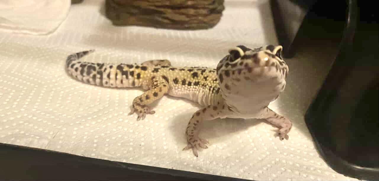 Enlarge Goose, a ADOPTABLE Gecko in Greenfield, WI image 3/3