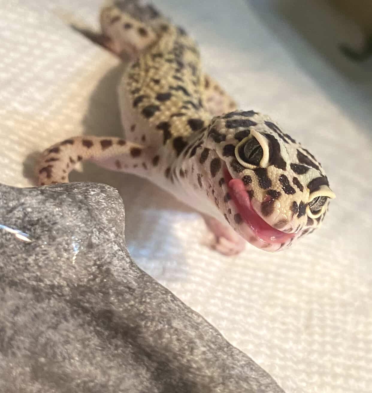 Enlarge Goose, a ADOPTABLE Gecko in Greenfield, WI image 1/3