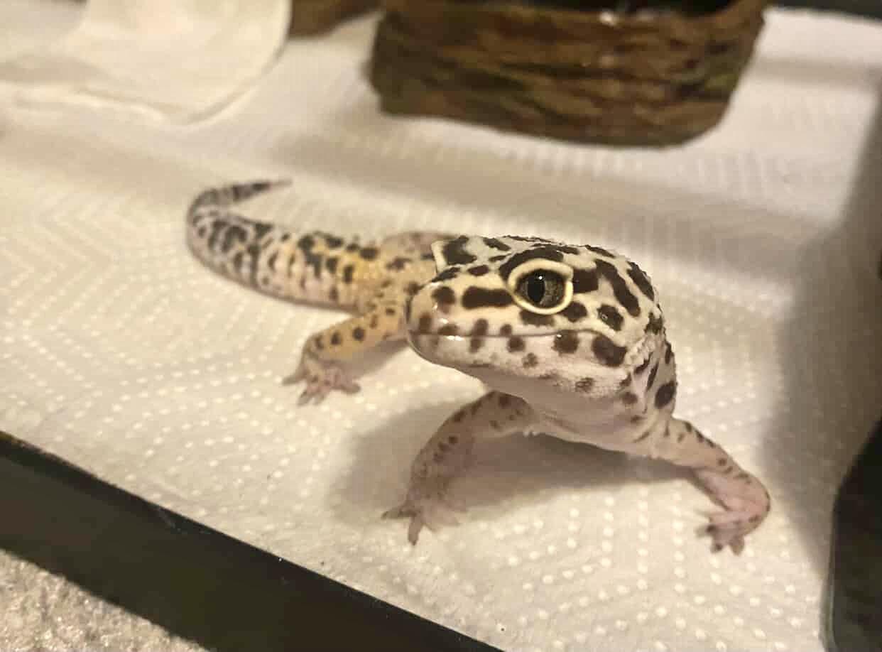Enlarge Goose, a ADOPTABLE Gecko in Greenfield, WI image 2/3