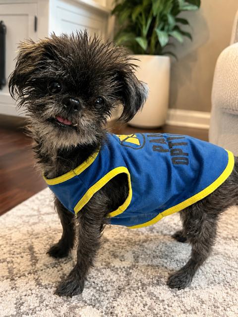 Yvette, ADOPTABLE, Adult Female Shih Tzu.