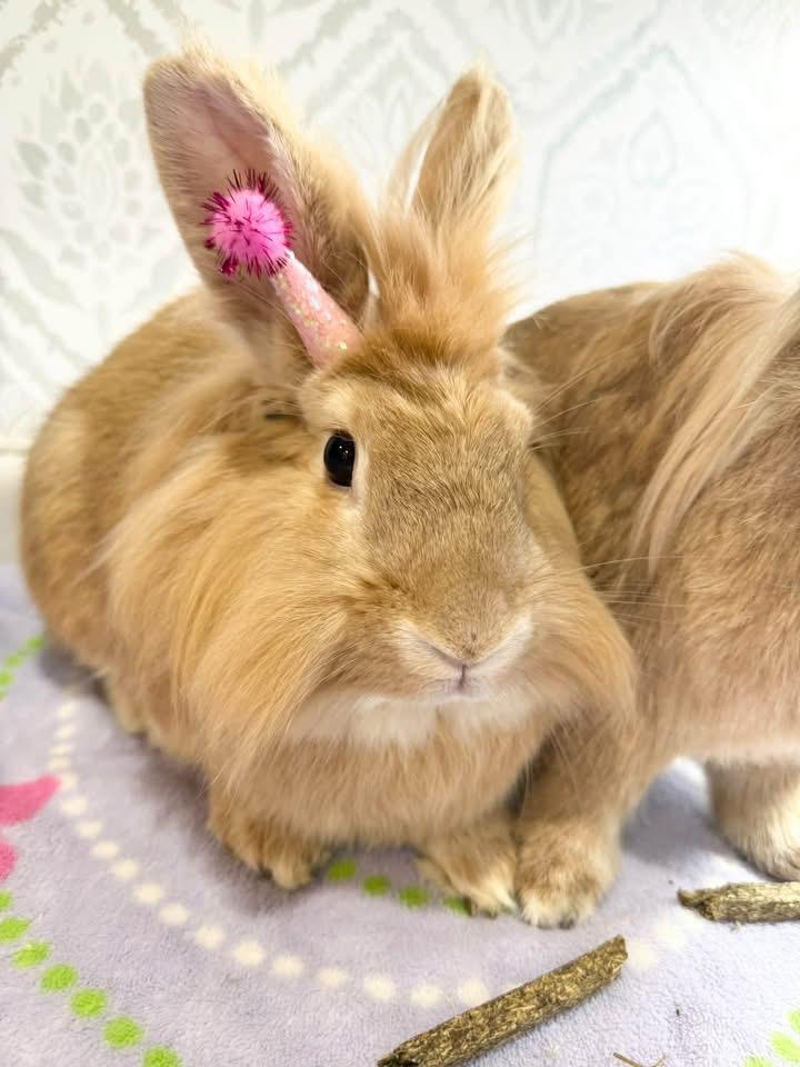 Enlarge Banana Pepper and Ghist Pepper, a Adoptable Lionhead in St. Charles, MO image 5/6
