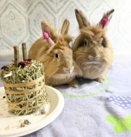 Enlarge Banana Pepper and Ghist Pepper, a Adoptable Lionhead in St. Charles, MO image 3/6