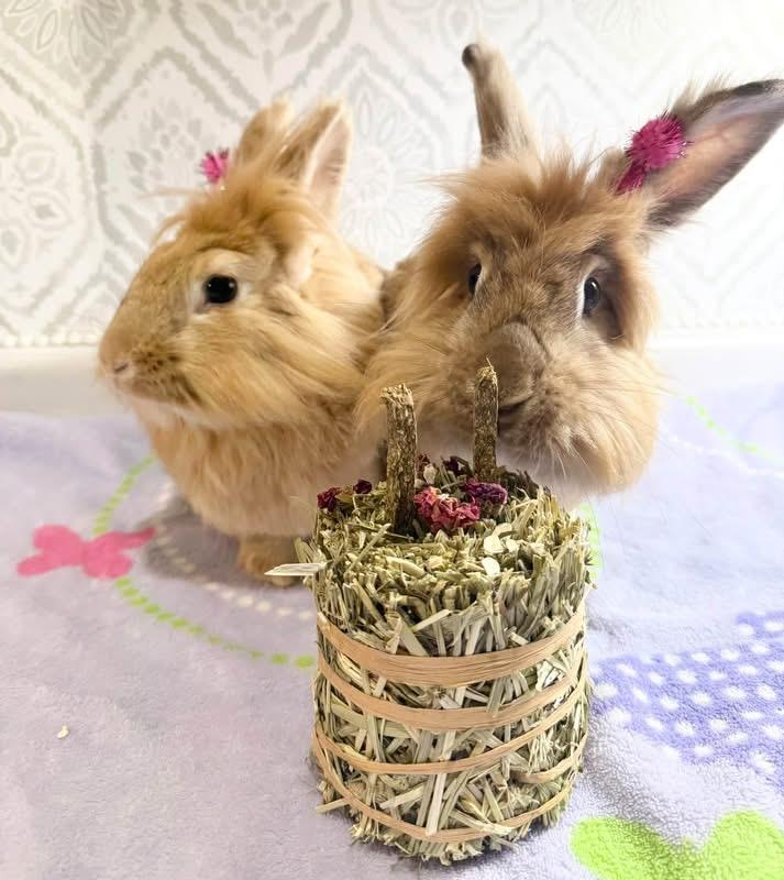 Enlarge Banana Pepper and Ghist Pepper, a Adoptable Lionhead in St. Charles, MO image 6/6