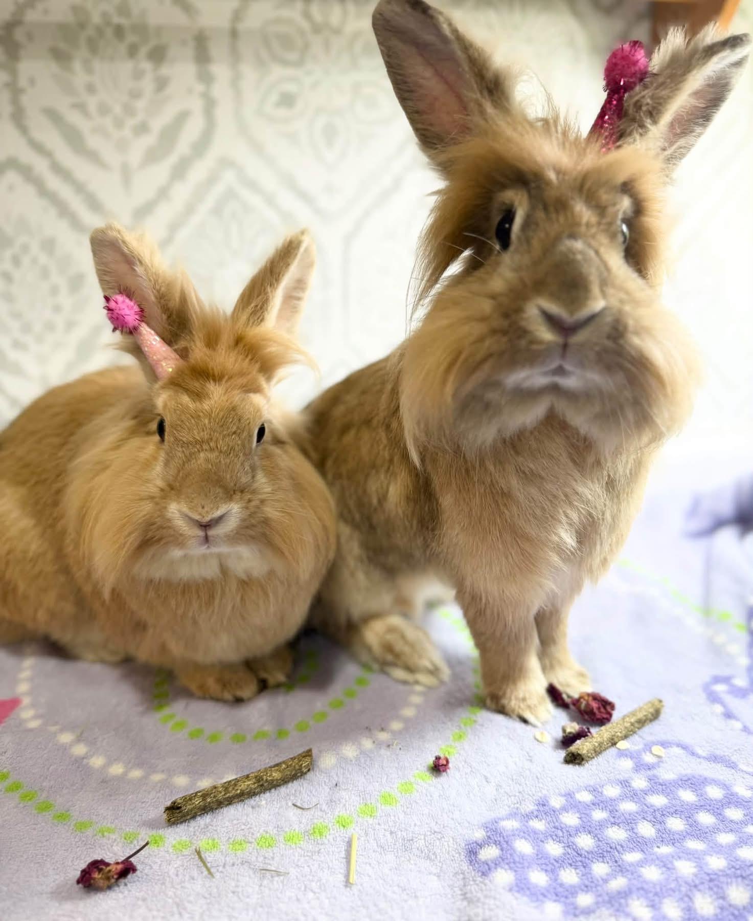 Enlarge Banana Pepper and Ghist Pepper, a Adoptable Lionhead in St. Charles, MO image 2/6
