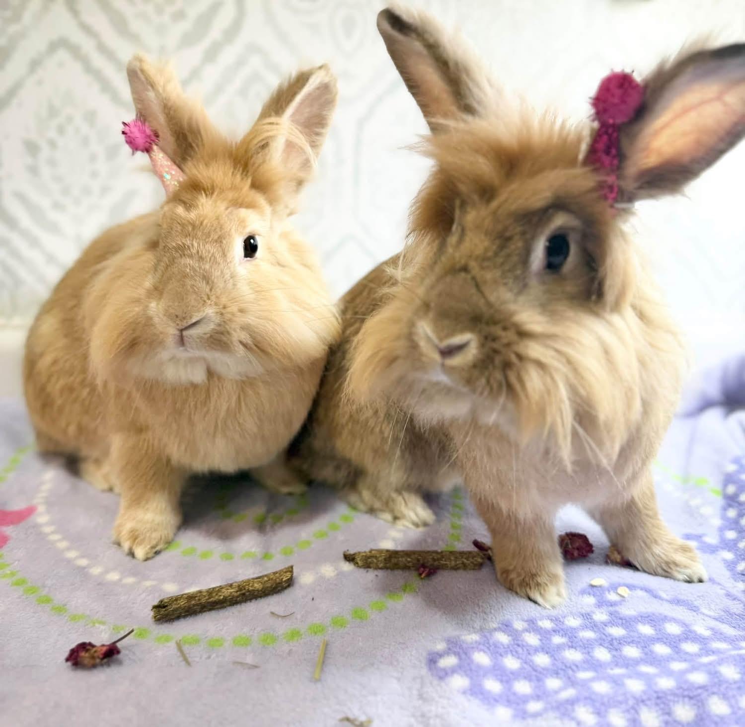 Enlarge Banana Pepper and Ghist Pepper, a Adoptable Lionhead in St. Charles, MO image 4/6