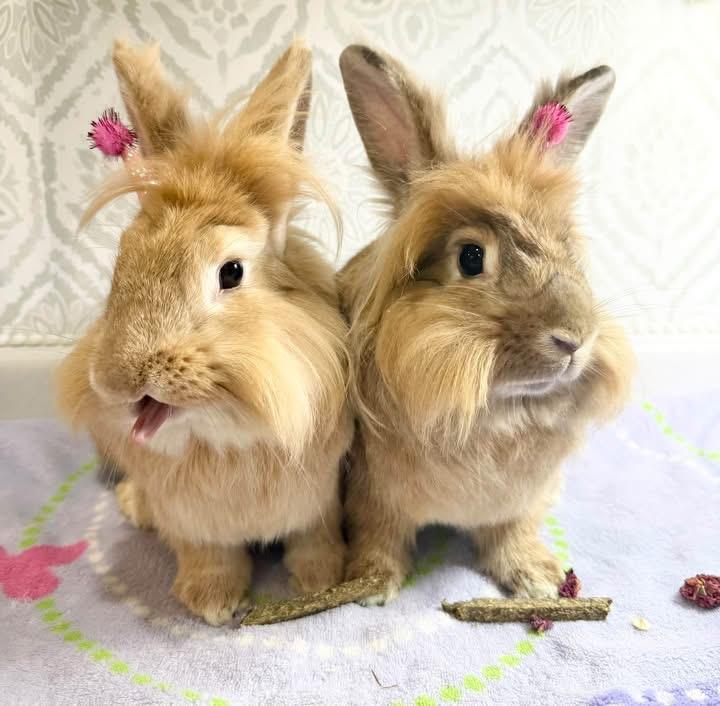 Banana Pepper and Ghist Pepper, Adoptable, Adult Female Lionhead.