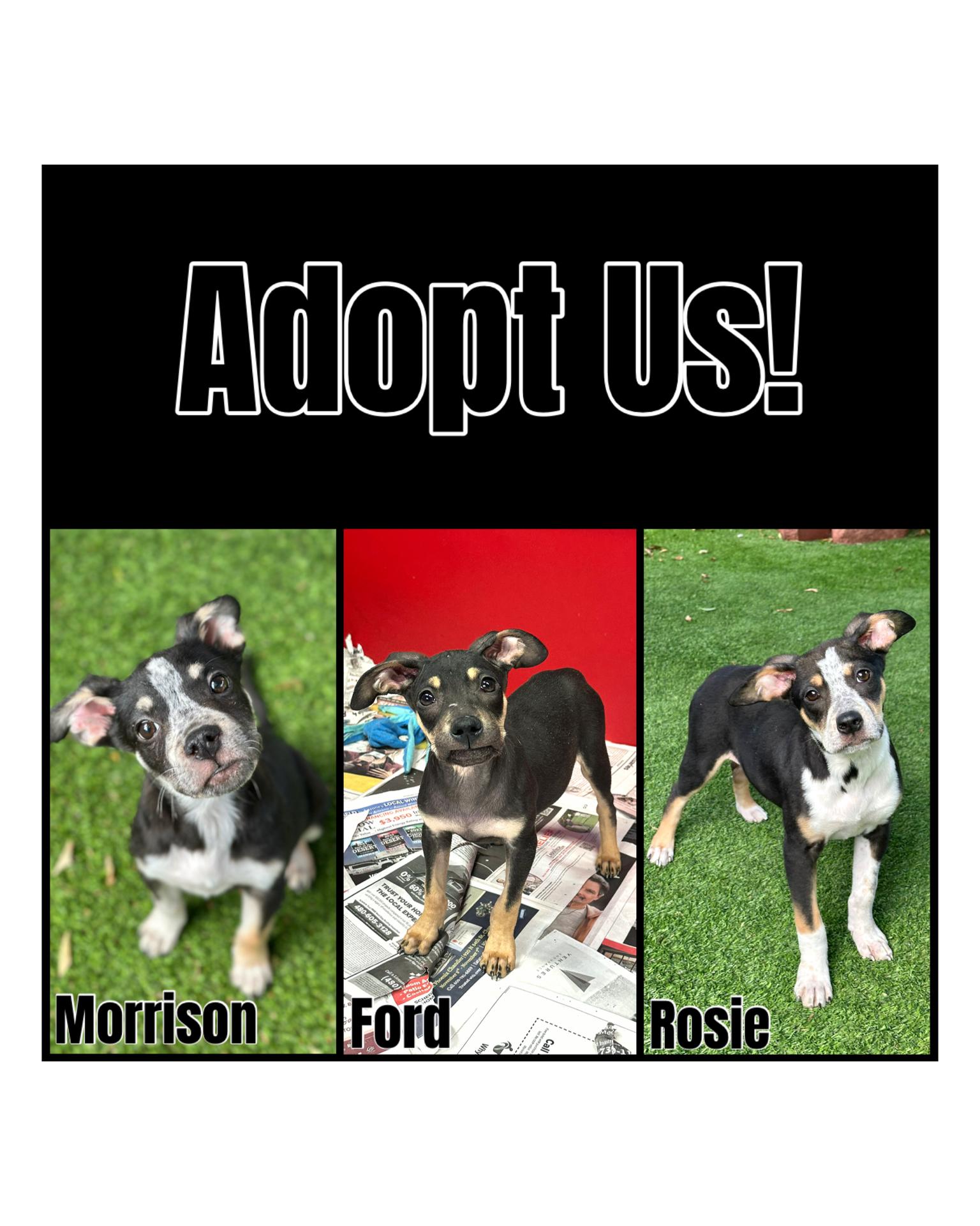 Enlarge Mixed Breed Puppies, a Adoptable mixed breed image 1/4