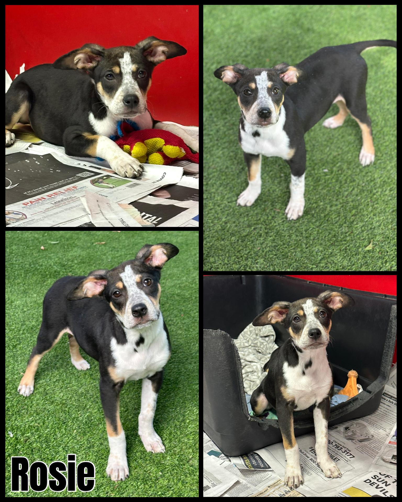 Enlarge Mixed Breed Puppies, a Adoptable mixed breed image 2/4