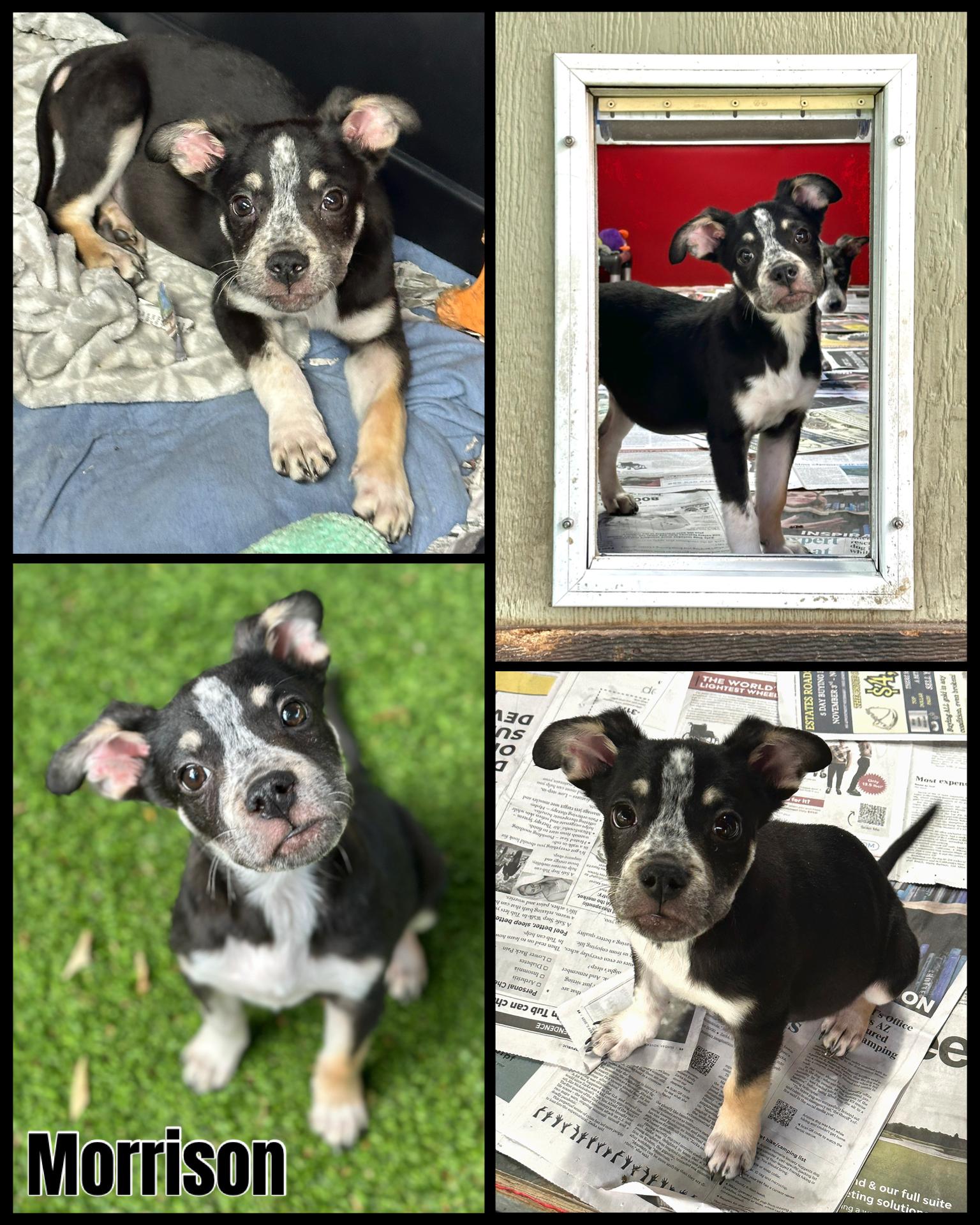 Enlarge Mixed Breed Puppies, a Adoptable mixed breed image 3/4