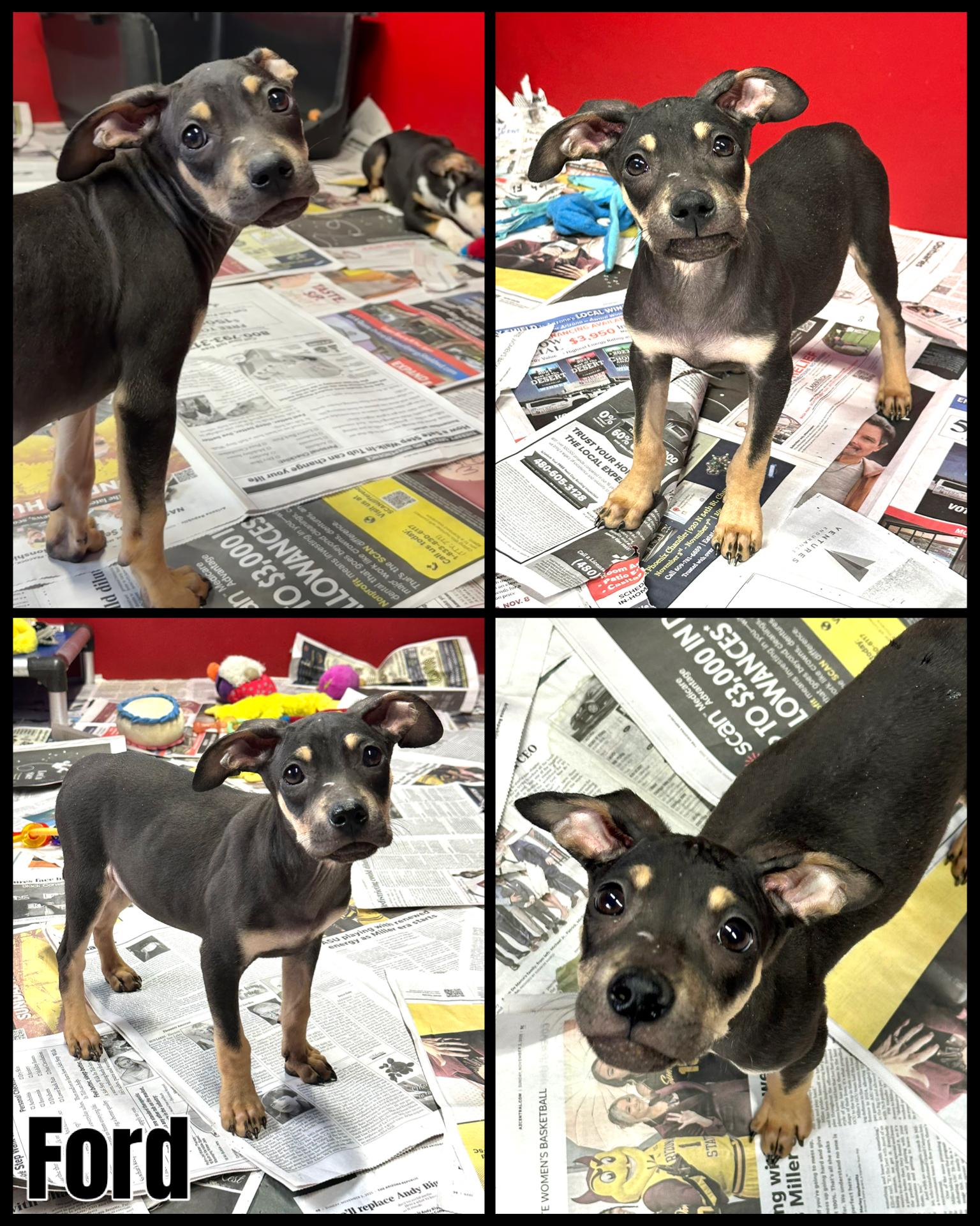 Enlarge Mixed Breed Puppies, a Adoptable mixed breed image 4/4