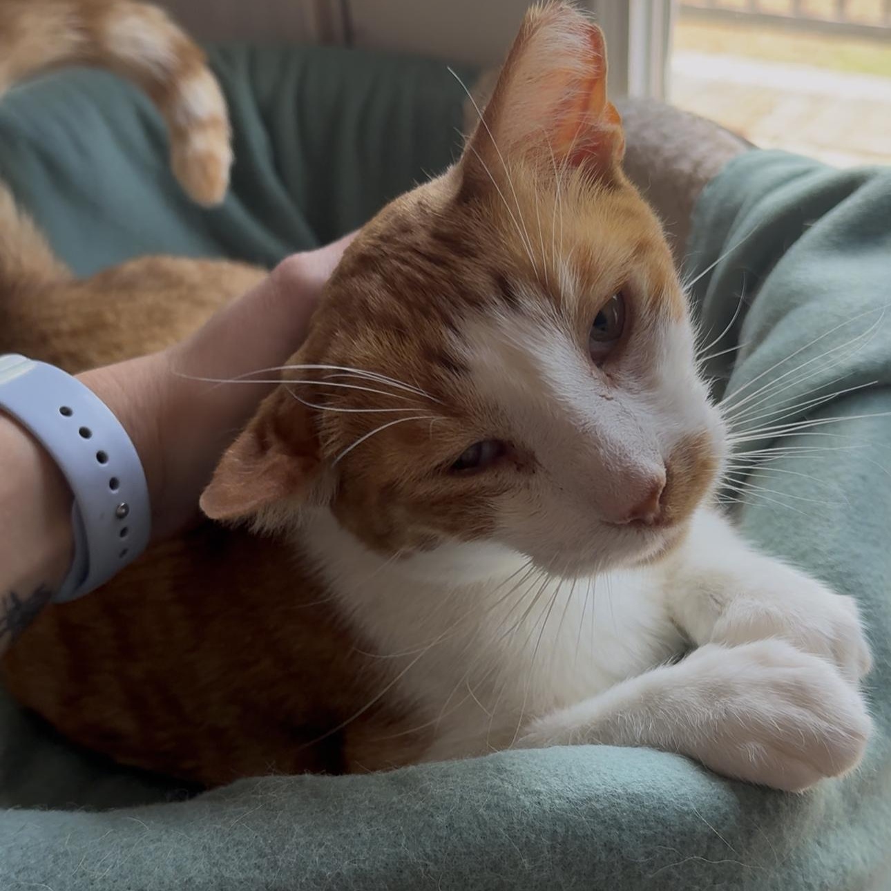 Goose, a Adoptable American Shorthair in Leon, KS image 2/2