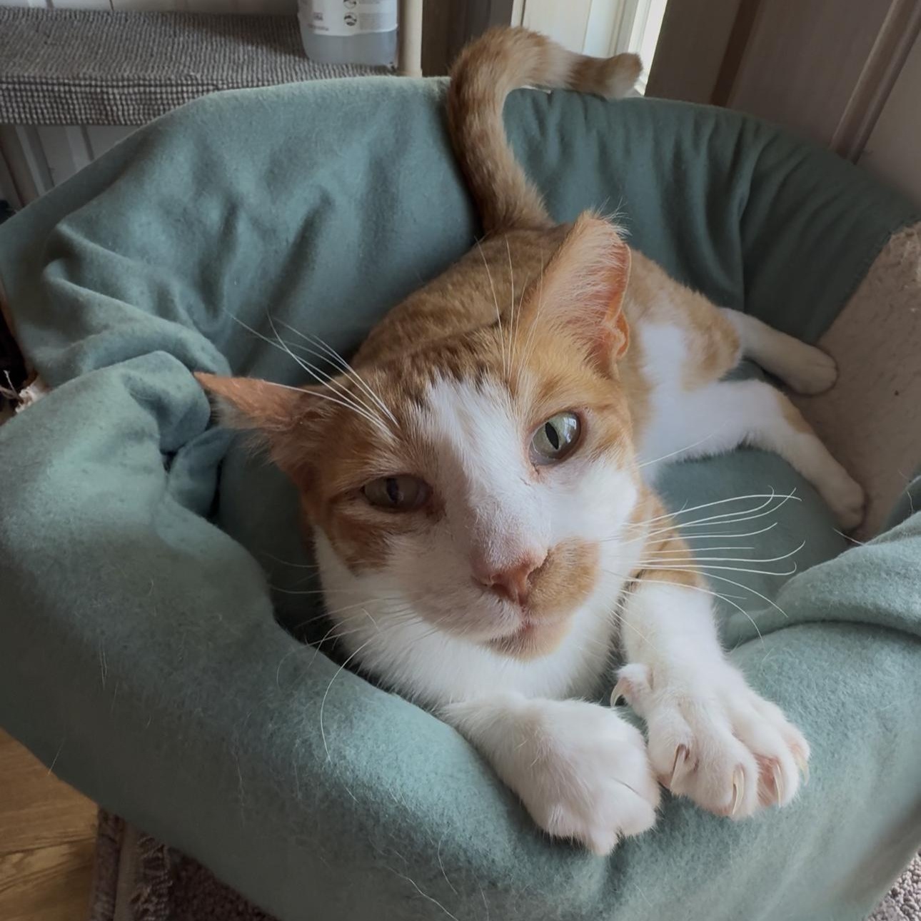 Goose, Adoptable, Adult Male American Shorthair.