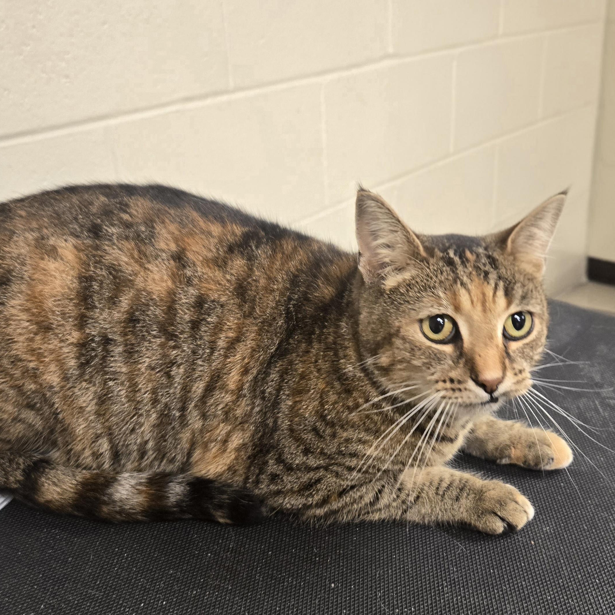 Enlarge Kiwi, a Adoptable Domestic Short Hair in Xenia , OH image 5/6