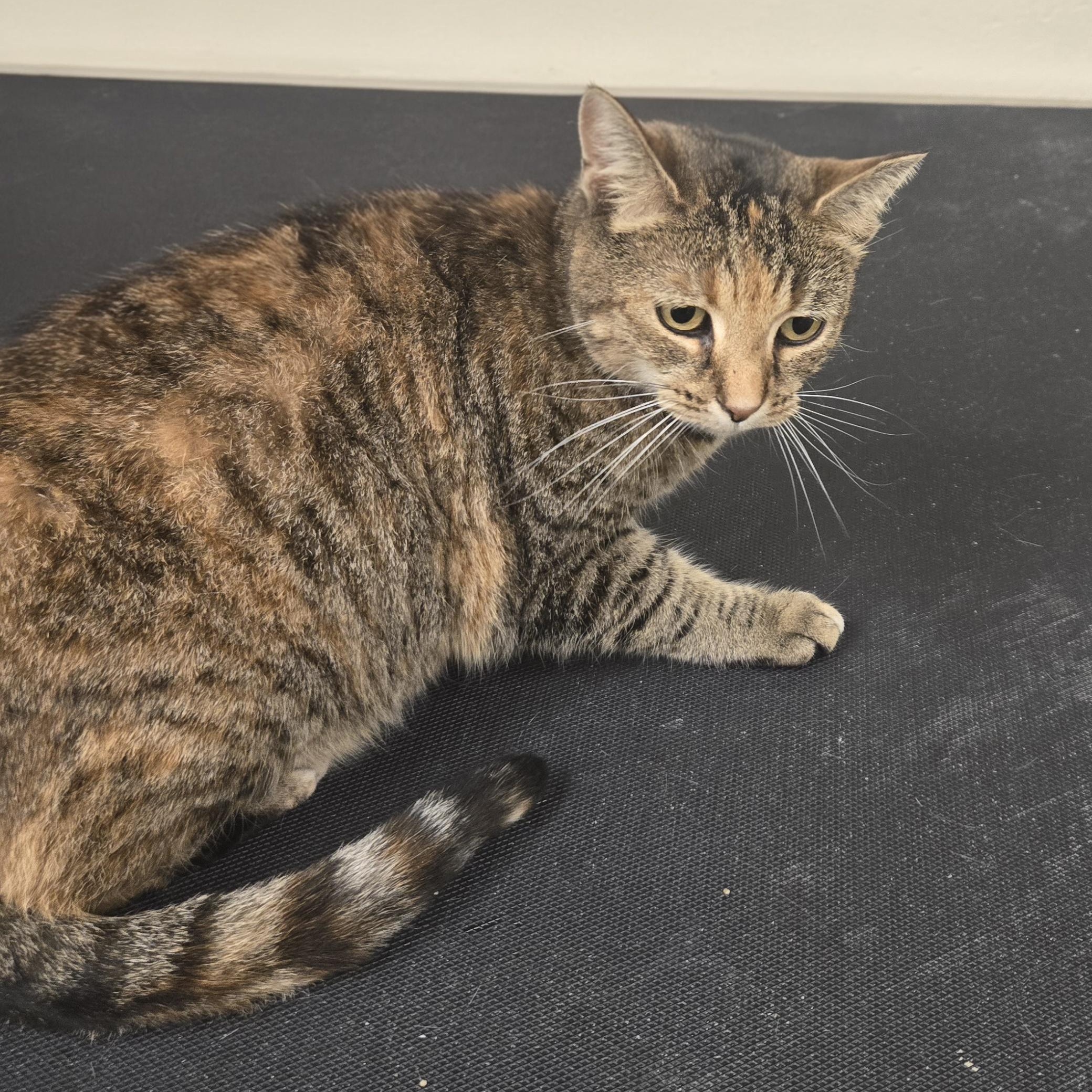 Enlarge Kiwi, a Adoptable Domestic Short Hair in Xenia , OH image 4/6
