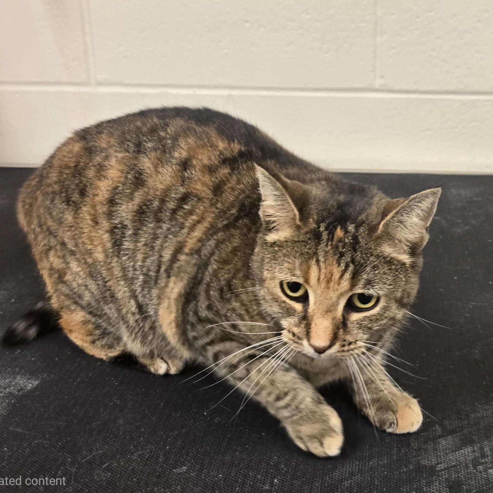 Enlarge Kiwi, a Adoptable Domestic Short Hair in Xenia , OH image 3/6