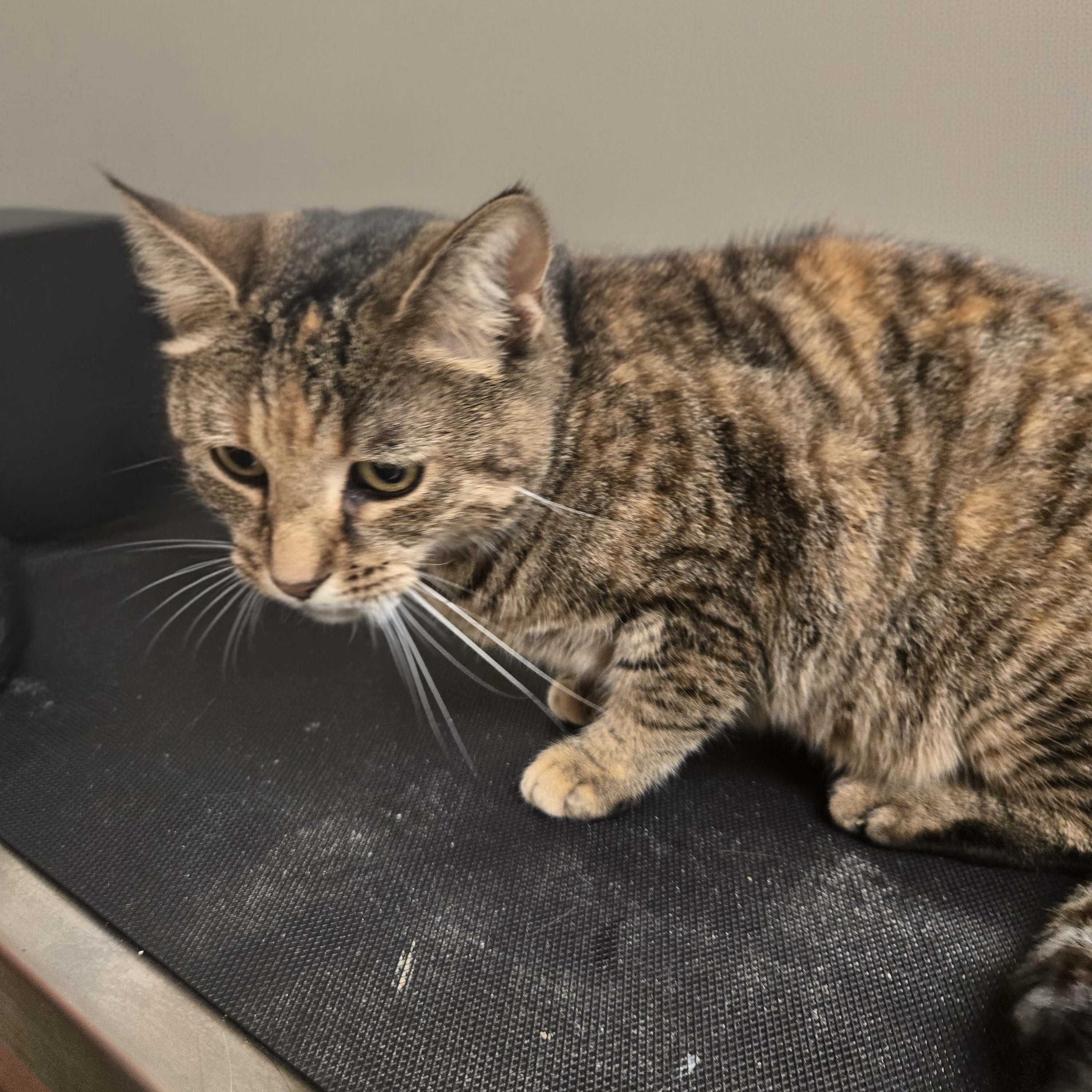 Enlarge Kiwi, a Adoptable Domestic Short Hair in Xenia , OH image 2/6